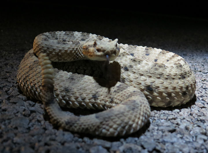 Desert Sidewinder